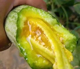 吃网红的瓜有哪些,那些你不知道的幕后故事与瓜料