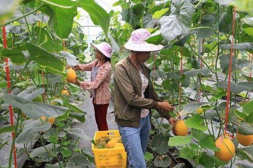 网红吃瓜 全家桶,揭秘娱乐圈幕后故事