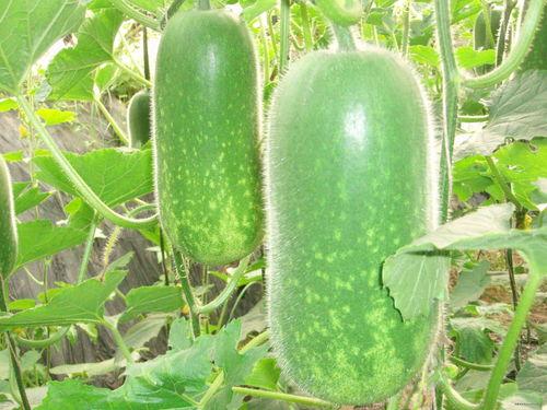 网红吃瓜 群聊名称大全,揭秘网络社交圈的热辣话题与趣味瞬间